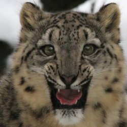 Snow Leopard Slider